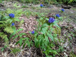 Bottle gentians Photo: Cosmo Catalano