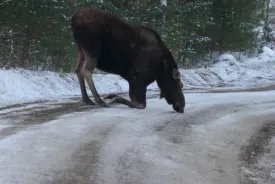 charlie_thompson_moose_web.jpg thumbnail