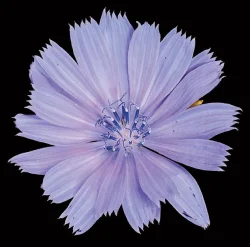 chicory_jenkins.jpg Photo: Jerry Jenkins