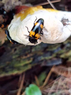 Fungus beetle Photo: Susan Clark