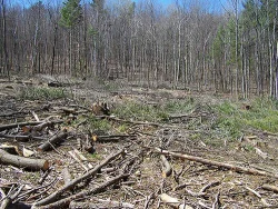 clearcut2a.jpg Photo: Northern Woodlands
