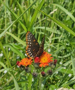 Baltimore checkerspot Photo: Tammis Coffin