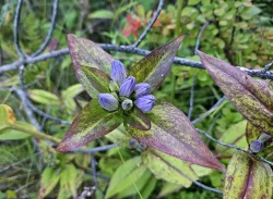 Gentians Photo: Tammis Coffin