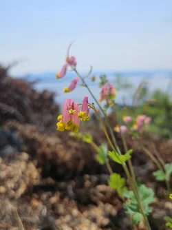 Corydalis Photo: Tammis Coffin