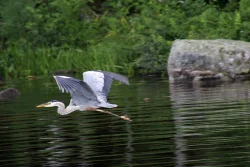 Blue heron Photo: Ashley Collins