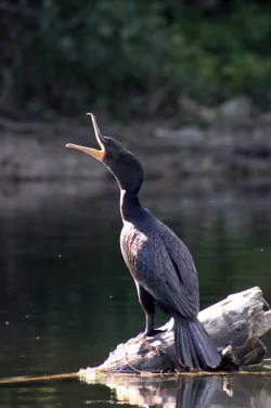 Cormorant Photo: Ashley Collins