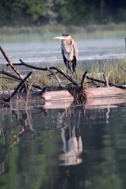 Great blue heron Photo: Ashley Collins