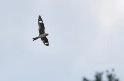 common_nighthawk_2w.jpg Photo: Tig Tillinghast