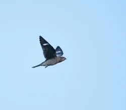 common_nighthawk_3w.jpg Photo: Tig Tillinghast