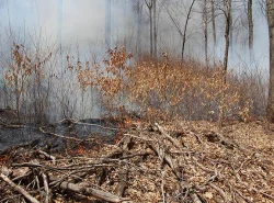 controlled_burn_2.jpg Photo: Dave Mance III