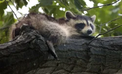 coon3.jpg Photo: Tig Tillinghast