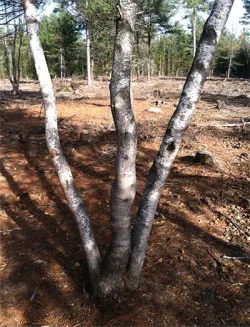 coppicing2.jpg Photo: Brett R. McLeod