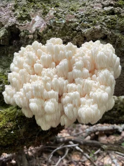 Hericium americanum Photo: Rachel Courtney