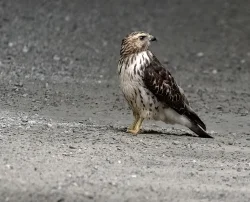 Hawk Photo: Cynthia Crawford