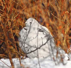 cree6.jpg Photo: Susan C. Morse