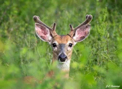 Buck Photo: Jennifer Cummings