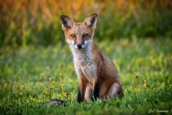 Evening fox Photo: Jennifer Cummings