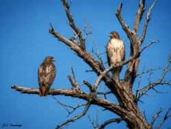 Red tailed hawk Photo: Jennifer Cummings