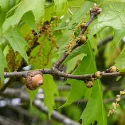 Acorns Photo: Sandy Dannis