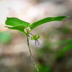 Indian cucumber Photo: Sandy Miklas Dannis