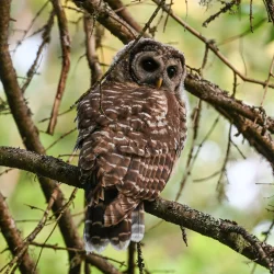 Owl Photo: Sandy Miklas Dannis