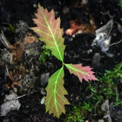 Oak regen Photo: Sandy Miklas Dannis