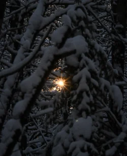 Winter sunstar Photo: Sandy Miklas Dannis