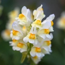 Toadflax Photo: Sandy Dannis