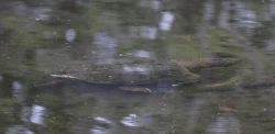 dave_snapper_turtle_web.jpg