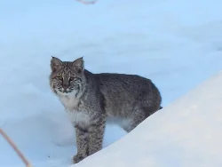 debramarnish_conwaybobcat_web.jpg