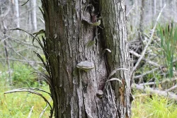 decay_tree_web.jpg
