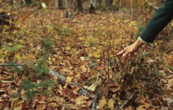 deer11.jpg Photo: Manfred Mielke, USDA Forest Service, Bugwood.org