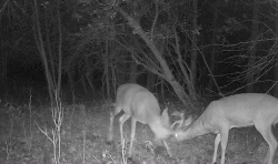 deer_fight_10.jpg Photo: Northern Woodlands