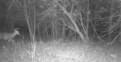 deer_fight_1.jpg Photo: Northern Woodlands