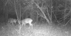 deer_fight_2.jpg Photo: Northern Woodlands