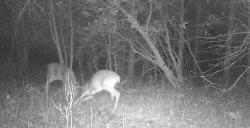 deer_fight_3.jpg Photo: Northern Woodlands