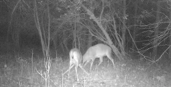 deer_fight_4.jpg Photo: Northern Woodlands