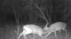 deer_fight_6.jpg Photo: Northern Woodlands
