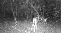deer_fight_7.jpg Photo: Northern Woodlands