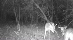 deer_fight_8.jpg Photo: Northern Woodlands