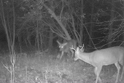 deer_fight_A.jpg Photo: Northern Woodlands