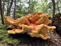 Chicken of the woods Photo: Jill DeVito
