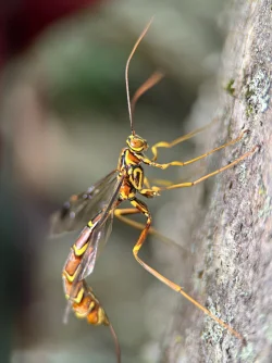 Wasp Photo: Jill DeVito