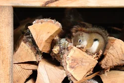 Napping squirrel Photo: Jill DeVito