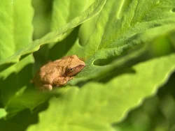 Peeper Photo: Jill DeVito