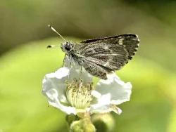 Skipper Photo: Jill DeVito