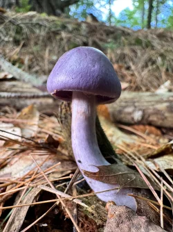 Purple mushroom Photo: Jill DeVito