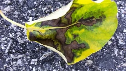 devon_leaf_w.jpg