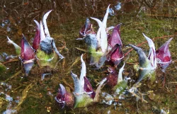 Skunk cabbage Photo: John DeWitt