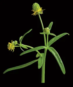 dwarf_buttercup_jenkins.jpg Photo: Jerry Jenkins